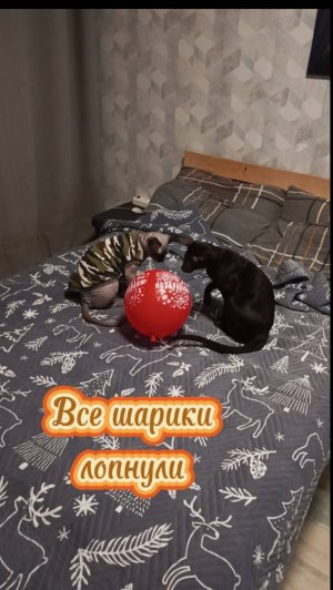 Смешные  коты и шарики