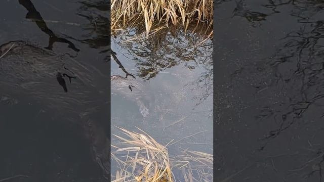 Бобер снова клюет