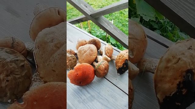 Трофеи из леса 1 сентября.