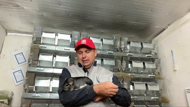 ПОЧЕМУ ШИНШИЛЛЫ СТОЯТ ПО РАЗНОМУ? КАК ВЫГЛЯДЯТ МЕХОВЫЕ ШИНШИЛЛЫ смотреть онлайн