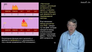 Дубынин В.А. - 100 часов школьной биологии - 2.6. Транскрипция, типы РНК.