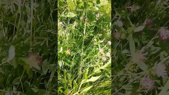 Какие цветы нравятся мужчинам под 50.
