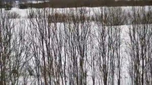 Снежный следун.