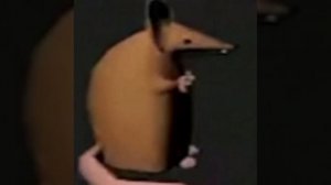 Мышь крутится 1 час под музыку