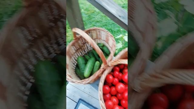 Урожай с огорода, 1 сентября 24г