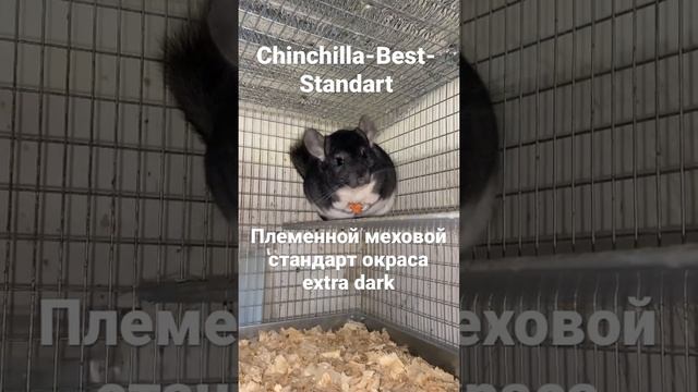 Разведение шиншилл как бизнес смотреть онлайн