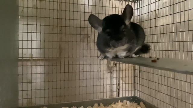 ШИНШИЛЛЫ МОЕЙ ФЕРМЫ || ВЫСОКИЙ УРОВЕНЬ МЕХОВОГО СТАНДАРТА У МЕНЯ НА ФЕРМЕ смотреть онлайн