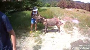 Песенка про ослика!