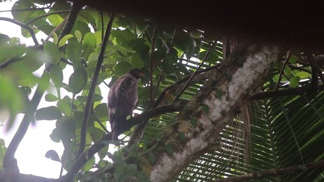 Silent Killer on the Prowl: Crested Serpent Eagle's Intense Wait for Prey | Spilornis cheela