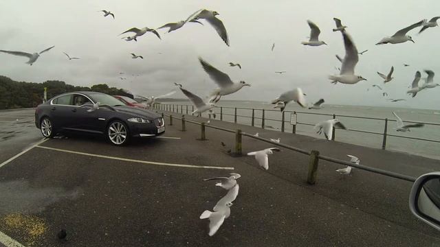 Bird of prey | Ocean birds