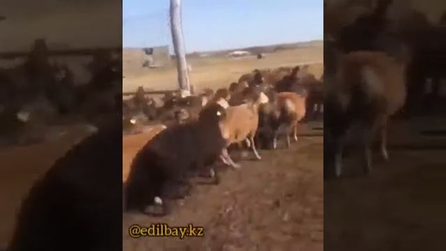 Эдильбаевские ягнята 2020 года