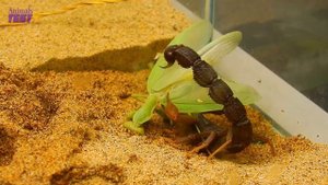 Scorpion Vs Praying mantis, The result is too unexpected