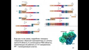 Дубынин В. А. - Физиология иммунитета - 13. Иммунитет и ВИЧ