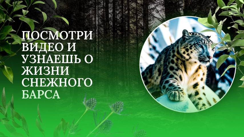 Ирбис. Факты о Снежных Барсах .