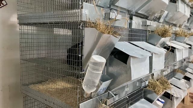 КАК ОПРЕДЕЛИТЬ КАЧЕСТВО МЕХОВЫХ ШИНШИЛЛ | СЕЛЬСКОЕ ХОЗЯЙСТВО смотреть онлайн