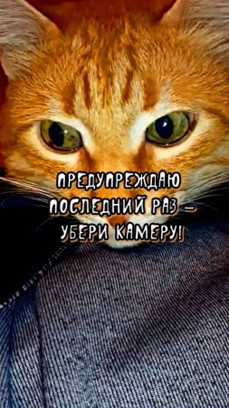 Реакция Кота на видеосъёмку