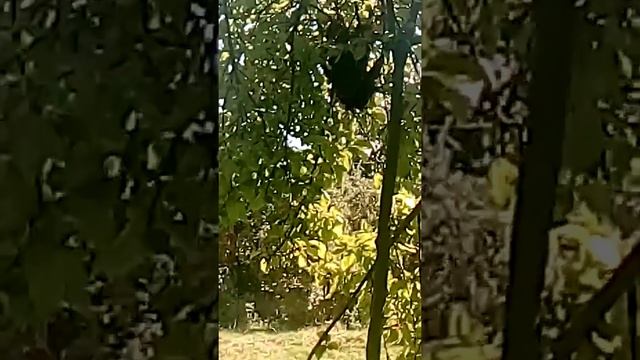Пчелы