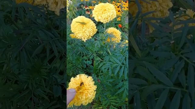 То ли бархотцы, а то ли отель для насекомых.