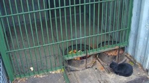 Кот Уголёк 🐈⬛ловит крысу в столовой медведя Мансура🐻😱