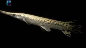 Панцирная щука (Рыба-аллигатор, Длиннорылый панцирник)