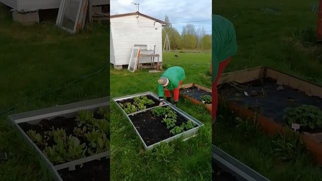 Щавелевый перерыв.