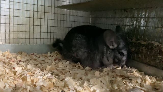 СКОЛЬКО ЛЕТ РАБОТАЕТ САМКА? || ШИНШИЛЛОВАЯ ФЕРМА смотреть онлайн