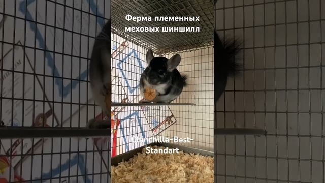 Молодняк племенных меховых шиншилл | сельское хозяйство смотреть онлайн