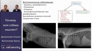 Почему моя собака кашляет？