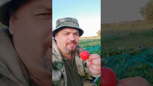Моя сладкая прелесть. Клубничка.