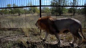 ПОСМОТРИТЕ  ! Два вожака делают утренний обход Саванны !