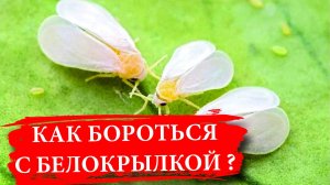 Белокрылка в теплице. Как избавиться? Препараты и их дозировка