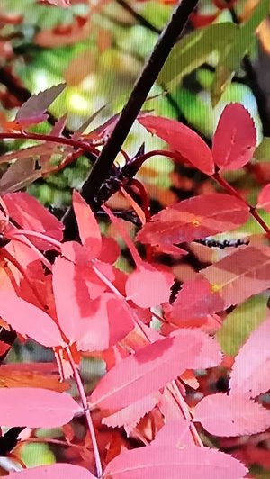 ОСЕННЯЯ МОЗАИКА