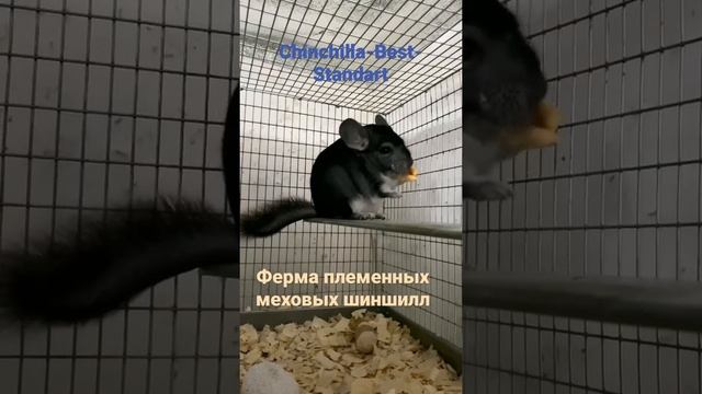 Шиншилловая ферма. смотреть онлайн