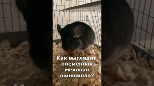 НАСТОЯЩИЕ ПЛЕМЕННЫЕ МЕХОВЫЕ ШИНШИЛЛЫ || НАШ КАНАЛ БУДЕТ ПОЛЕЗЕН ТЕМ || КАНАЛ О ШИНШИЛЛАХ || #Shots смотреть онлайн