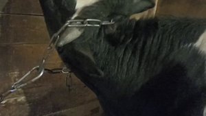 Переделали стойло у быков