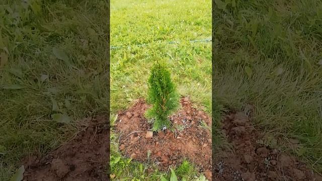 Отчёт перед каналом Воскресенские дачники за презент