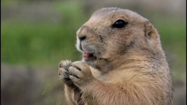 Аудио Турбо-сусклик протокол "Авто-слива" смотреть онлайн