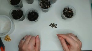Как вырастить свое собственное кофейное дерево из семян
