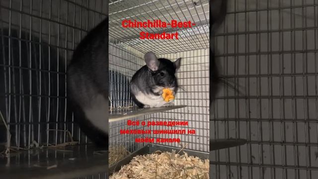 Разведение шиншилл как бизнес смотреть онлайн