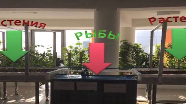 Opportunities around you or Aquaponica | Zhakhat Amrin | TEDxYouth@NISAstana смотреть онлайн