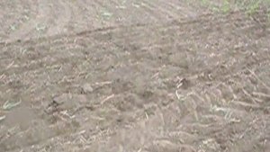 No-till на ПК Кузбасс