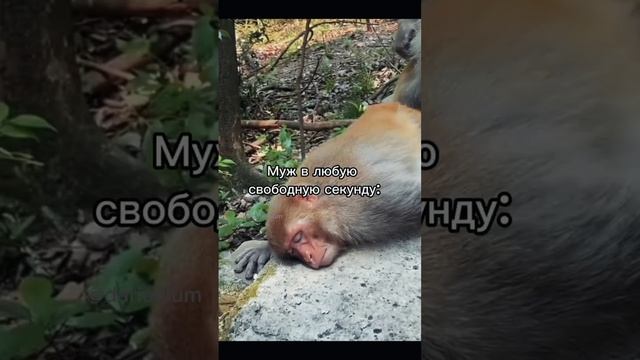 Мой муж