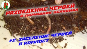 Заселение червей в компост