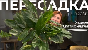 Пересадка большого Спатифиллума и Хедеры(Плюща)