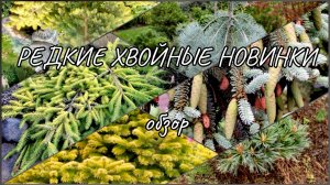 РЕДКИЕ ХВОЙНЫЕ новинки🔥🌲Обзор 29.10.2024г