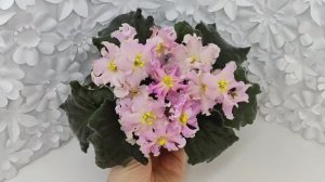 Фиалка АВ-Янтарная Комната