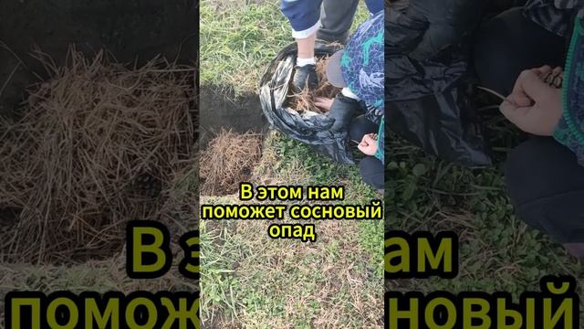 Голубика любит кислый грунт