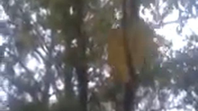 Это аномалия