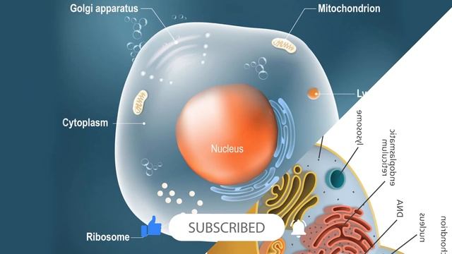 How Digestive System Works || Nutrition Series - Venkat Fitness Trainer смотреть онлайн