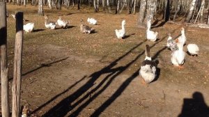 Тульские гусыни водят гусят. Самые лучшие мамы!
